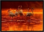 Flamingi, Zachód, Słońca