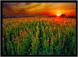 Zachód, Słońca, Farma, Kłosy, Zbóż