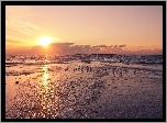 Zachód Słońca, Morze, Plaża, Mewy, Ptaki