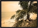 Zachód, Słońca, Morze, Plaża, Palma