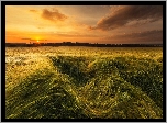 Zachód, Słońca, Pola, Zboża