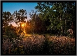 Zachód, Słońca, Las, Suche, Trawy