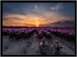 Tulipany, Zachód słońca