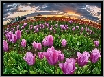 Zachód, Słońca, Uprawa, Tulipanów