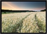 Zachód, Słońca, Las, Zboża, Uprawa