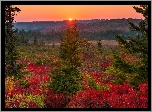 Stany Zjednoczone, Stan Wirginia Zachodnia, Dolly Sods Wilderness, Zachód słońca, Jesień, Drzewa, Roślinność, Kolorowa