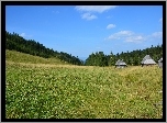 Łąka, Zakopane, Bacówka