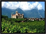 Zamek Aigle Castle, Region Chablais Vaudois, Szwajcaria, Winnice
