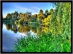 Jezioro, Zarośla, Drzewa