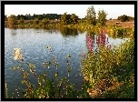 Jezioro, Zarośla, Trawy