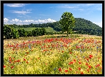 Wzgórza, Drzewa, Pola, Zboże, Maki, Lato