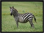 Zebra, Łąka