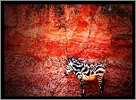 Zebra, Skała