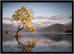 Nowa Zelandia, Jezioro Wanaka, Góry, Drzewo, Odbicie