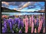Nowa Zelandia, Jezioro Tekapo, Góry, Łąka, Łubin