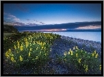 Nowa Zelandia, Jezioro, Taupo, Kwiaty, Żółty, Łubin