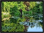 Staw, Zieleń, Lato