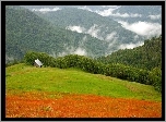 Zielone, Wzgórza, Lasy, Szopa