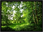 Park, Zielone, Drzewa