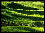 Wzgórza, Zielone, Drzewa, Palouse, Stan Waszyngton, Stany Zjednoczone