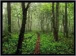 Zielony, Las, Drzewa, Ścieżka
