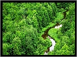 Zielony, Las, Meandrująca, Rzeka