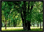 Zielony, Las, Polana, Drzewa