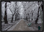 Zima, Park, Aleja, Ławki
