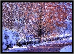 Zima, Park, Drzewa, Ławka,Śnieg