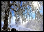 Zima, Drzewo, Ławka, Słońce