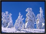 Zima, Ośnieżone, Drzewa, Błękitne, Niebo