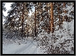 Zima, Las, Droga, Ośnieżone, Drzewa, Śnieg