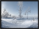 Zima, Krzewy, Drzewa, Śnieg