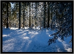 Zima, Las, Drzewa, Śnieg