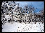 Drzewa, Zima, Śnieg