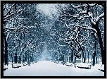 Zima, Śnieg, Drzewa, Alejka