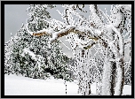 Zima, Śnieg, Drzewa, Gałęzie