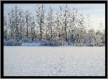 Zima, Śnieg, Drzewa, Krzewy