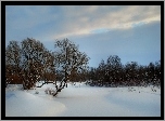 Zima, Śnieg, Drzewa, Niebo