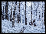 Zima, Las, Śnieg, Szron, Drzewa, Ścieżka