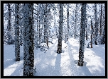 Zima, Ośnieżone, Drzewa, Las