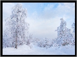 Zima, Śnieg, Ośnieżone, Drzewa, Droga
