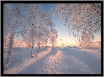 Zima, Śnieg, Ośnieżone, Drzewa, Słońce
