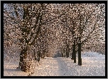 Zima, Park, Drzewa, Śnieg