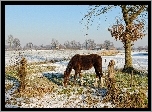 Zima, Koń, Drzewo, Wieś