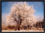 Drzewo, Zima, Śnieg
