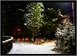 Zima, Las