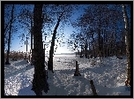 Zima, Las