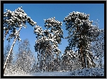 Zima, Śnieg, Las, Drzewa