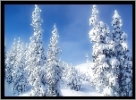 Las, Zima, Śnieg